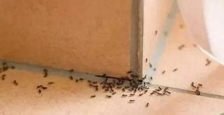 火葬後 家裡有螞蟻代表什麼